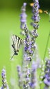 Black and white butterfly Feeding on a Lavender Flower Royalty Free Stock Photo