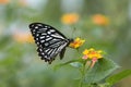 Black & white butterfly flying over flowers Royalty Free Stock Photo