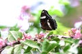 Black and white butterfly on green flowers Royalty Free Stock Photo