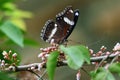 Black and white butterfly on green flowers Royalty Free Stock Photo