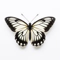 Black and white butterfly i