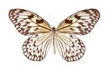 Black and white butterfly Idea leucanoe isolated Royalty Free Stock Photo