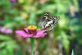 Black and white butterfly perched on flowers