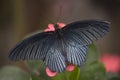 Black White Butterfly Pink Flower Royalty Free Stock Photo