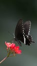 Black and white butterfly sitting on red flower Royalty Free Stock Photo