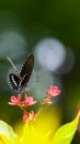 Black and white butterfly sitting on red flower Royalty Free Stock Photo