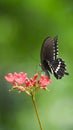 Black and white butterfly sitting on red flower Royalty Free Stock Photo