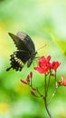 Black and white butterfly sitting on red flower