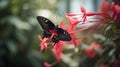 a black and white butterfly sitting on a red and pink flower Royalty Free Stock Photo