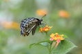 A black and white butterfly standing on yellow flowers