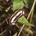 Black and white butterfly