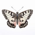 Grizzled Skipper Butterfly: Dark Silver And Light Pink Wings On White Background