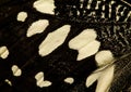 Black and white butterfly wing Royalty Free Stock Photo