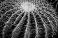 Black and white cactus nature for background