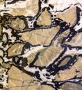 Black and white calcareous breccia