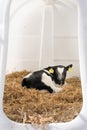 Black and white calf inside plastic box on straw in holland Royalty Free Stock Photo