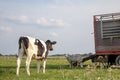 Black and white calf looks at sheep at a cattle truck, seen from the back of the young cow in a pasture under a blue sky