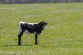 Black and white calf standing alone in green pasture Royalty Free Stock Photo