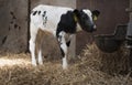 Black and white calf in straw of barn on farm in holland Royalty Free Stock Photo