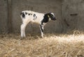 Black and white calf in straw of barn on farm in holland Royalty Free Stock Photo