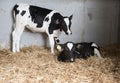 Black and white calfs in straw of dutch barn in holland