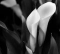 Black & White Calla Lilies Royalty Free Stock Photo
