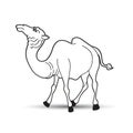 Black and white camel animal Royalty Free Stock Photo