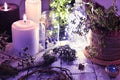 Black and white candles, dried herbs and roots, succulent and bottles on table