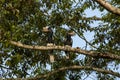 Black-and-white-casqued hornbill, Bycanistes subcylindricus Royalty Free Stock Photo