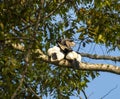 Black-and-white-casqued hornbill, Bycanistes subcylindricus Royalty Free Stock Photo