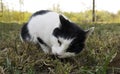 Black and white cat  on autumn grass eating freshly fish. Royalty Free Stock Photo