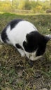 Black and white cat on autumn grass eating freshly fish. Royalty Free Stock Photo