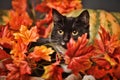 Black and white cat of autumn maple leaves