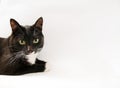 Black and white cat on white background Royalty Free Stock Photo