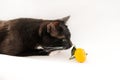 Black and white cat on white background Royalty Free Stock Photo