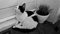 Black and white cat in the balcony