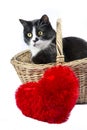 Black and white cat in a basket with a red heart pillow Royalty Free Stock Photo
