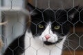 Black and white cat behind a metal fence staring at the camera Royalty Free Stock Photo