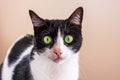 Black and white cat with big green eyes is looking straight into the camera Royalty Free Stock Photo