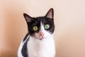 Black and white cat with big green eyes is looking straight into the camera Royalty Free Stock Photo