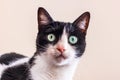 Black and white cat with big green eyes is looking straight into the camera Royalty Free Stock Photo