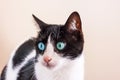 Black and white cat with big green eyes looks away Royalty Free Stock Photo