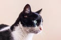 Black and white cat with big green eyes looks away Royalty Free Stock Photo