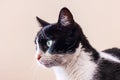 Black and white cat with big green eyes looks away Royalty Free Stock Photo