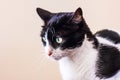 Black and white cat with big green eyes looks away Royalty Free Stock Photo