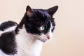 Black and white cat with big green eyes looks away Royalty Free Stock Photo