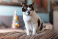 Black and white cat with blue eyes sits on a pillow. There are colored lights behind Royalty Free Stock Photo