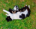 Black and white cat breast feeding her baby kitten on vivid green grass Royalty Free Stock Photo