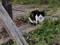 Black and White Cat