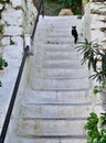 Black and white cat, climbing on white steps, Athens, Greece Royalty Free Stock Photo